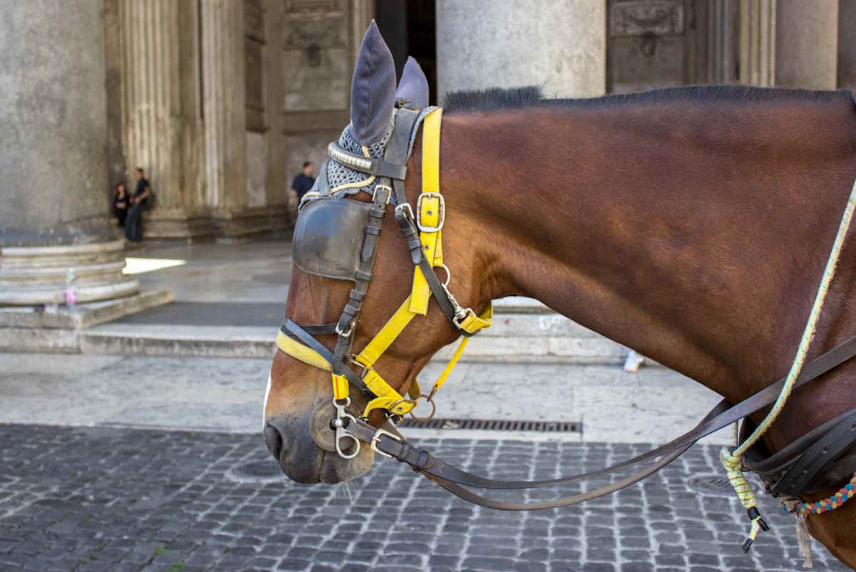 cavallo botticelle roma