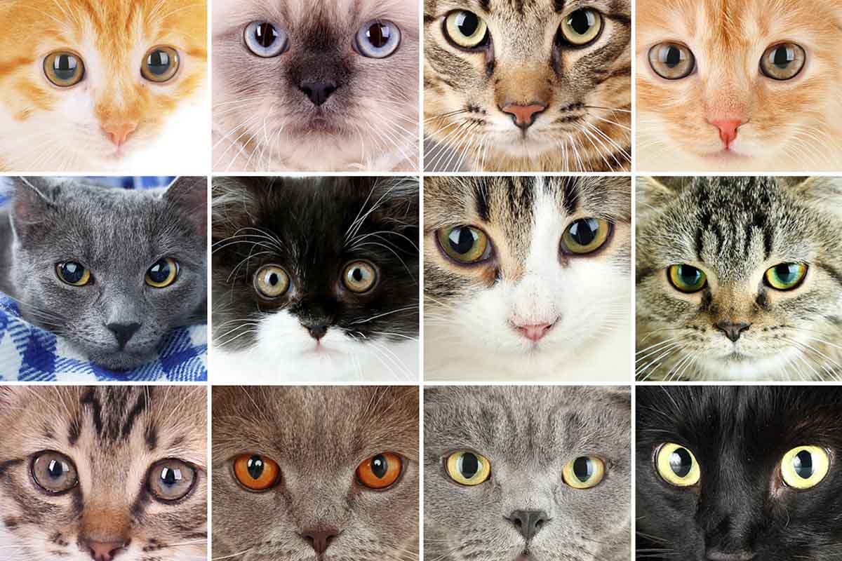 espressioni facciali gatti
