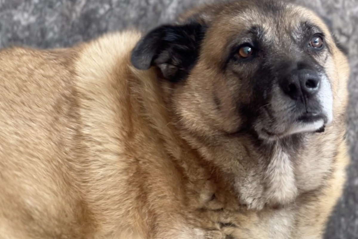 Vittoria! La Corte di Cassazione ha vietato i collari antiabbaio per cani,  previste multe di 3000 euro - greenMe
