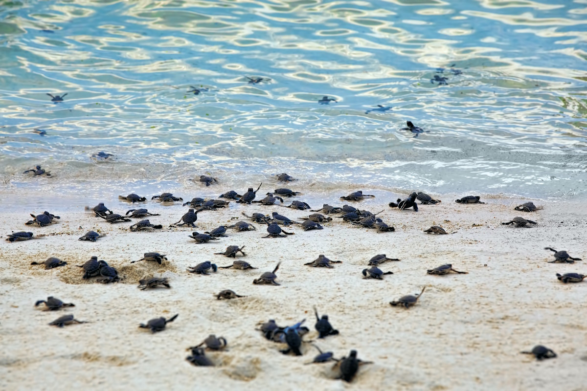 tartarughe verdi marine estinzione inquinanti