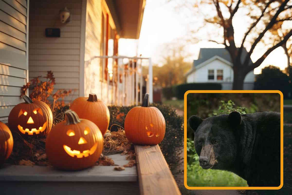 orso halloween