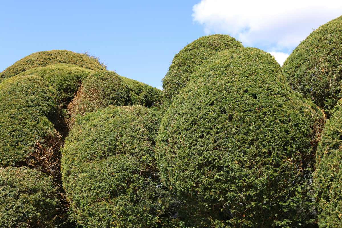 taxus baccata