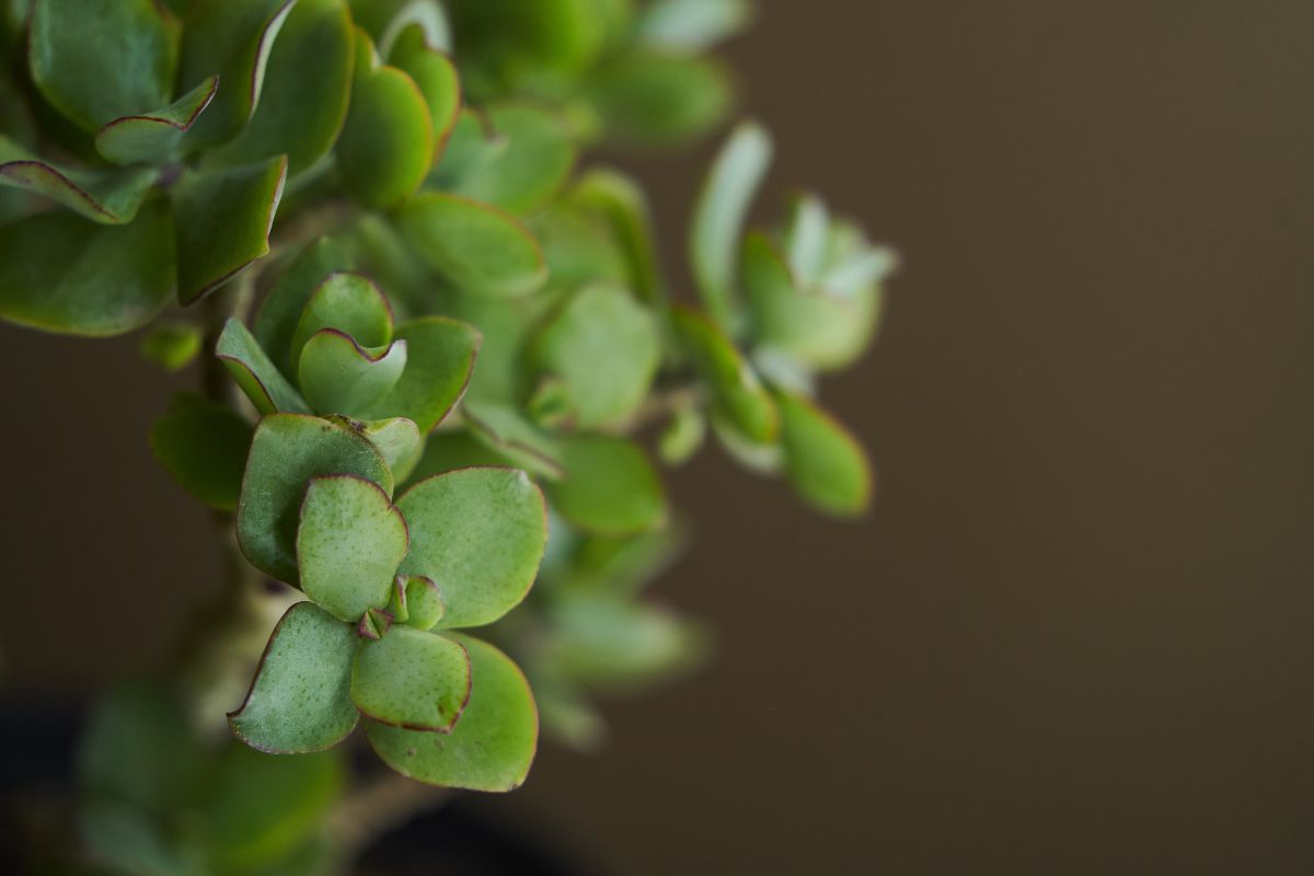 crassula ovata