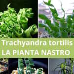 Trachyandra tortillis