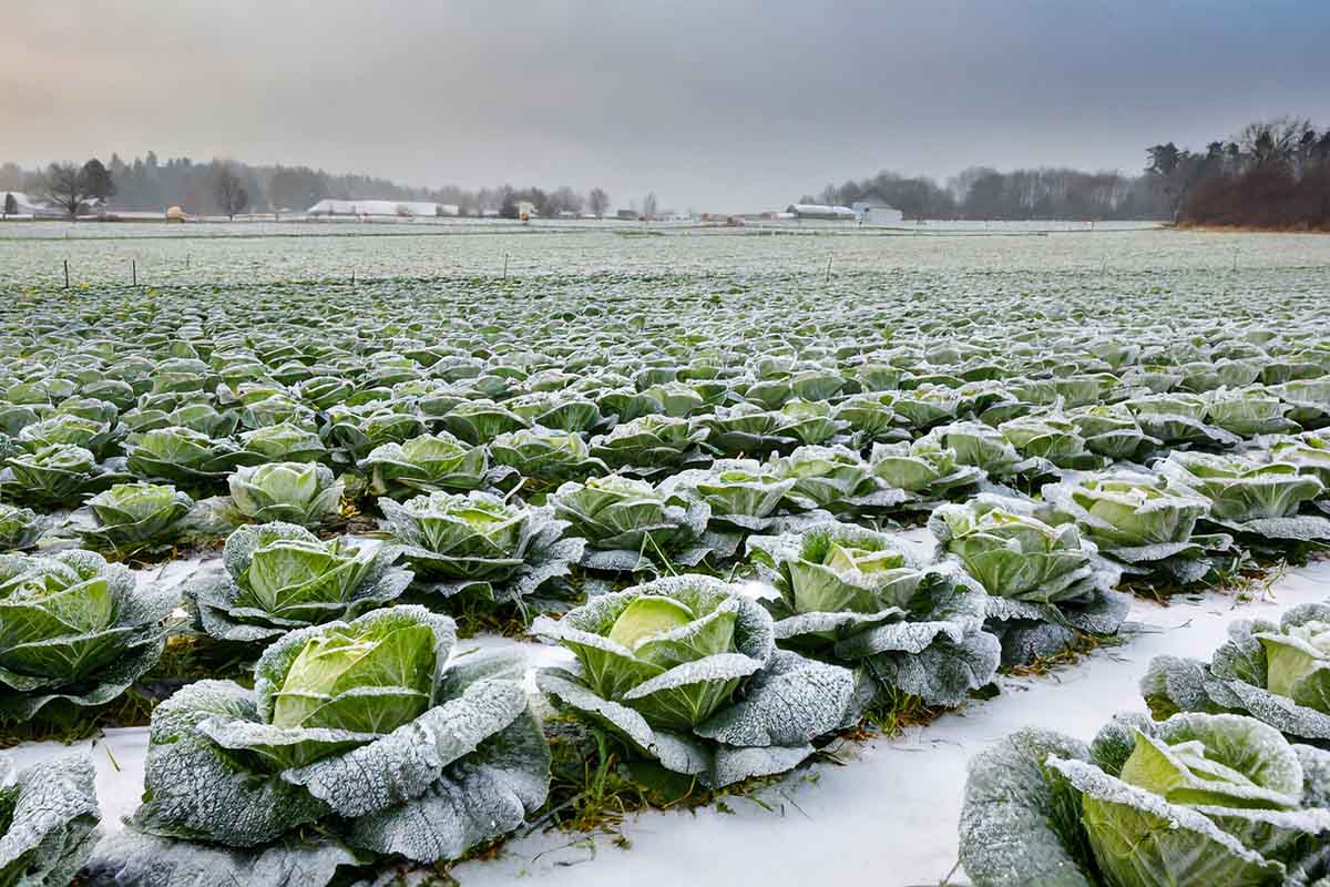 campo verdure gelate