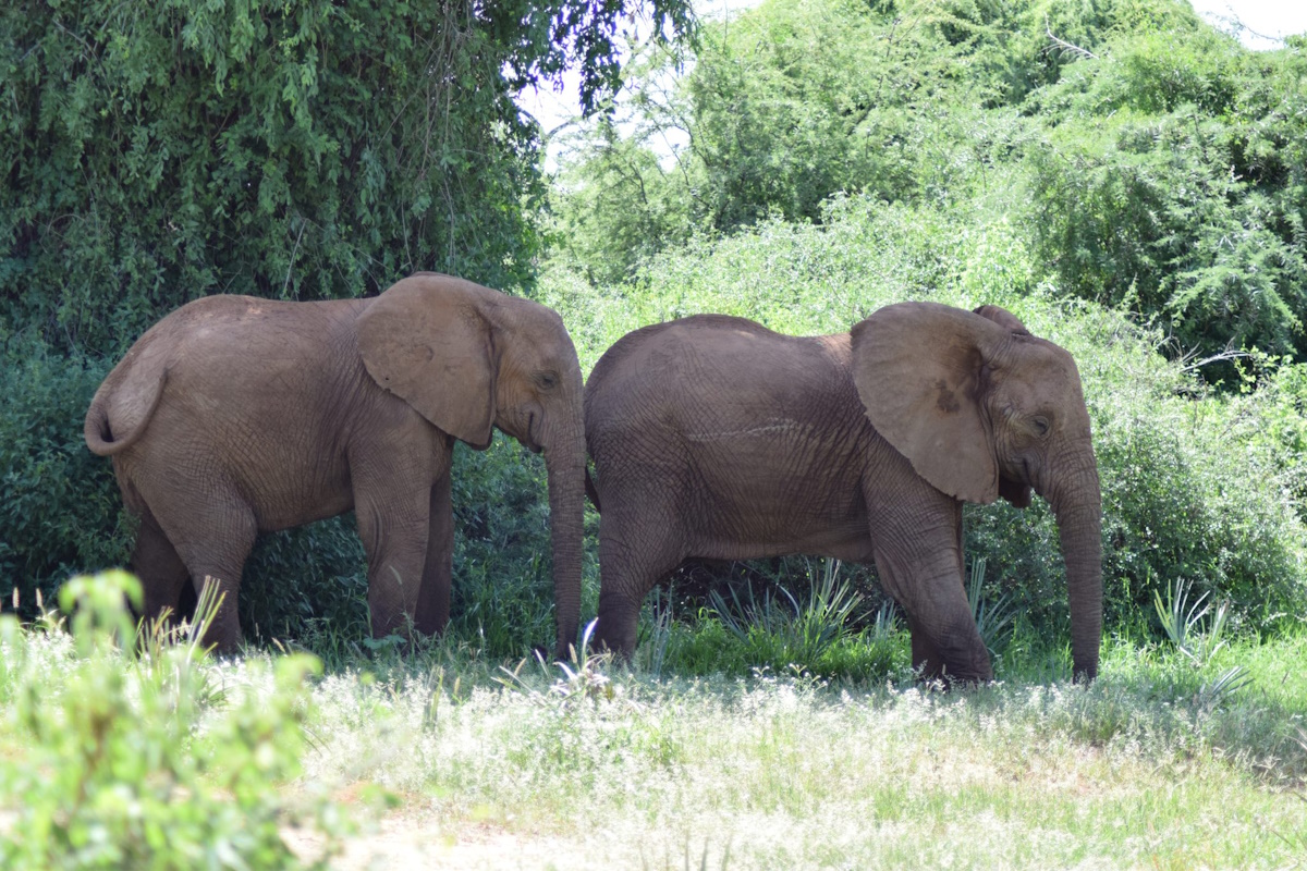 elefante maschio senza zanne kenya
