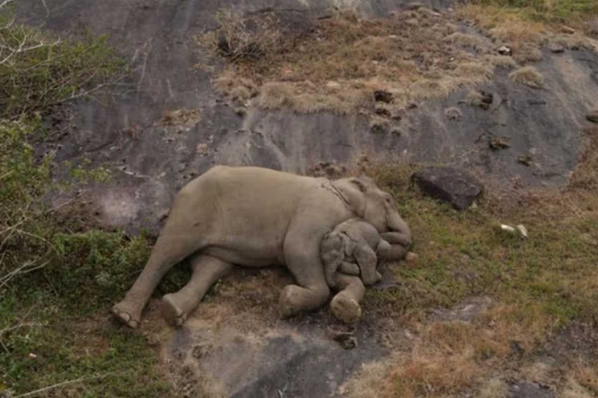 elefanti mamma e cucciolo