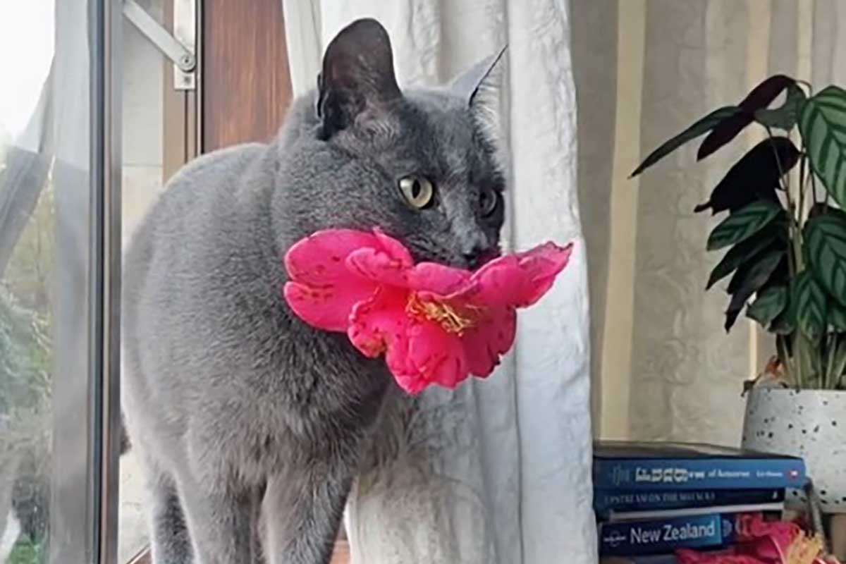 gatto fiori