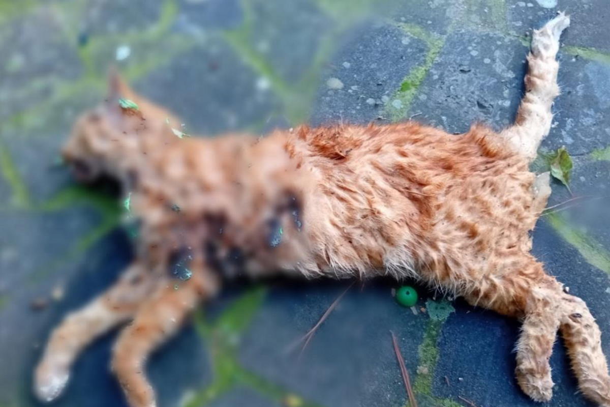 gatto ucciso dai petardi