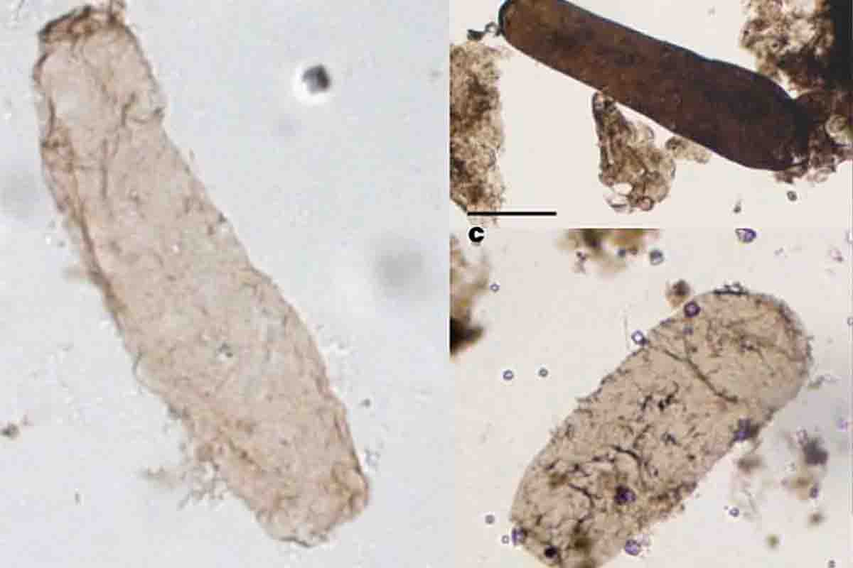 microfossile di Navifusa majensis