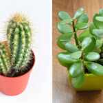 piante grasse piante succulente