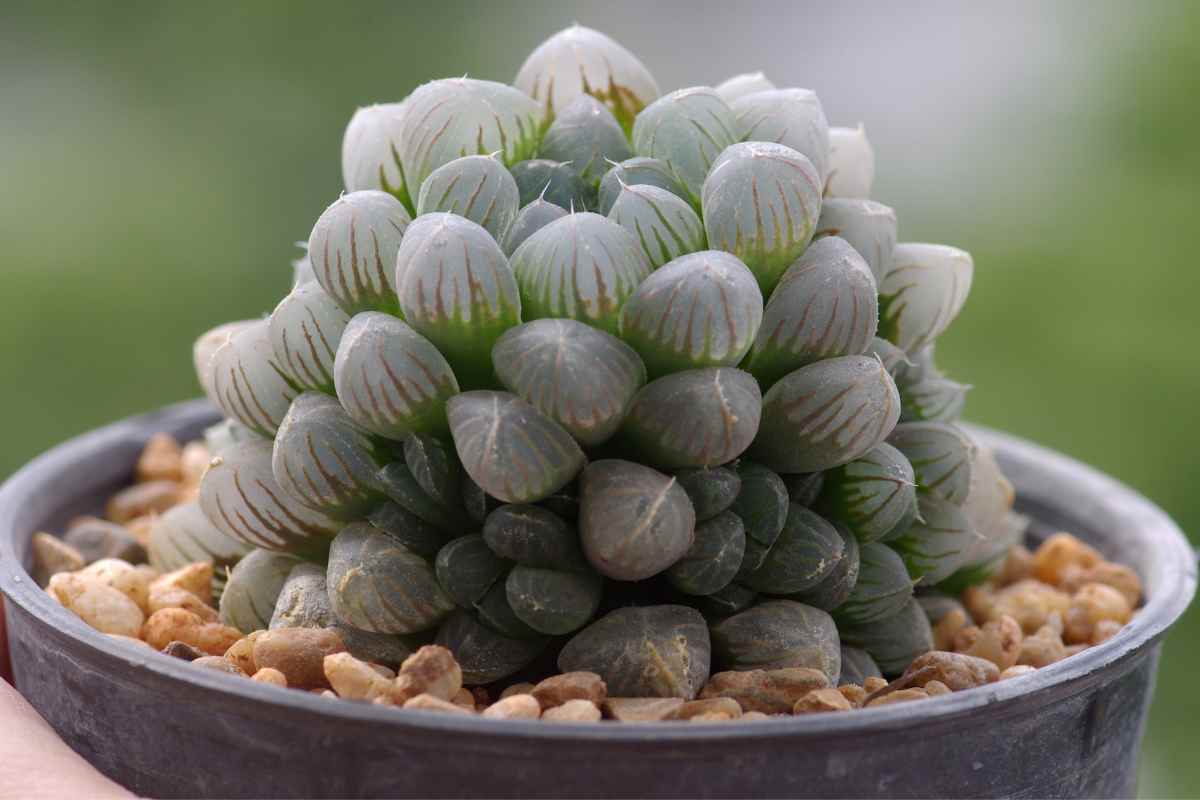 Haworthia Cooperi