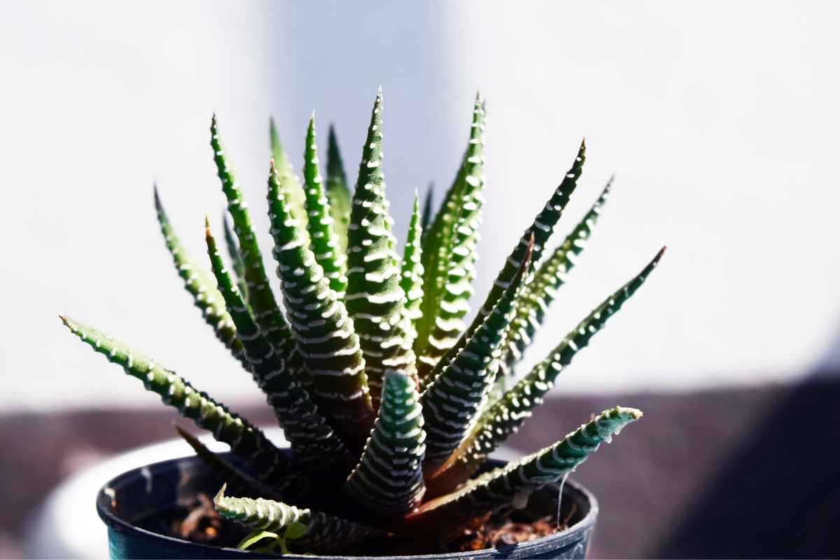 Haworthia Fasciata