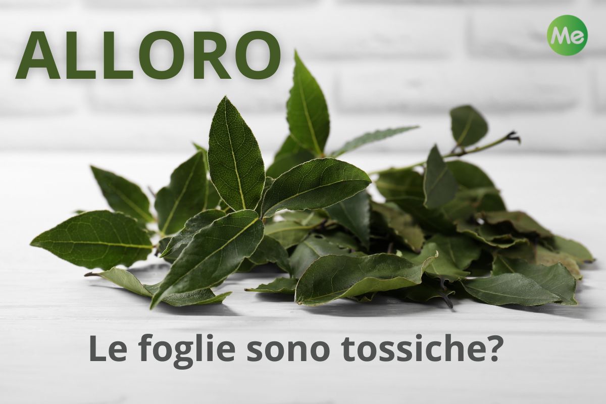 Alloro: proprietà, benefici, a cosa serve Laurus Nobilis pianta