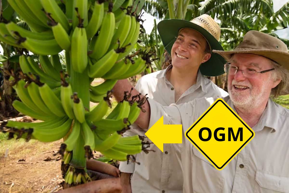 banana OGM australia