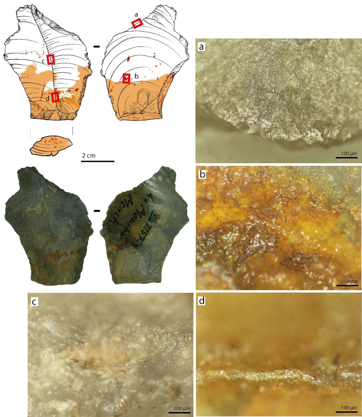 neanderthal colla multicomponente