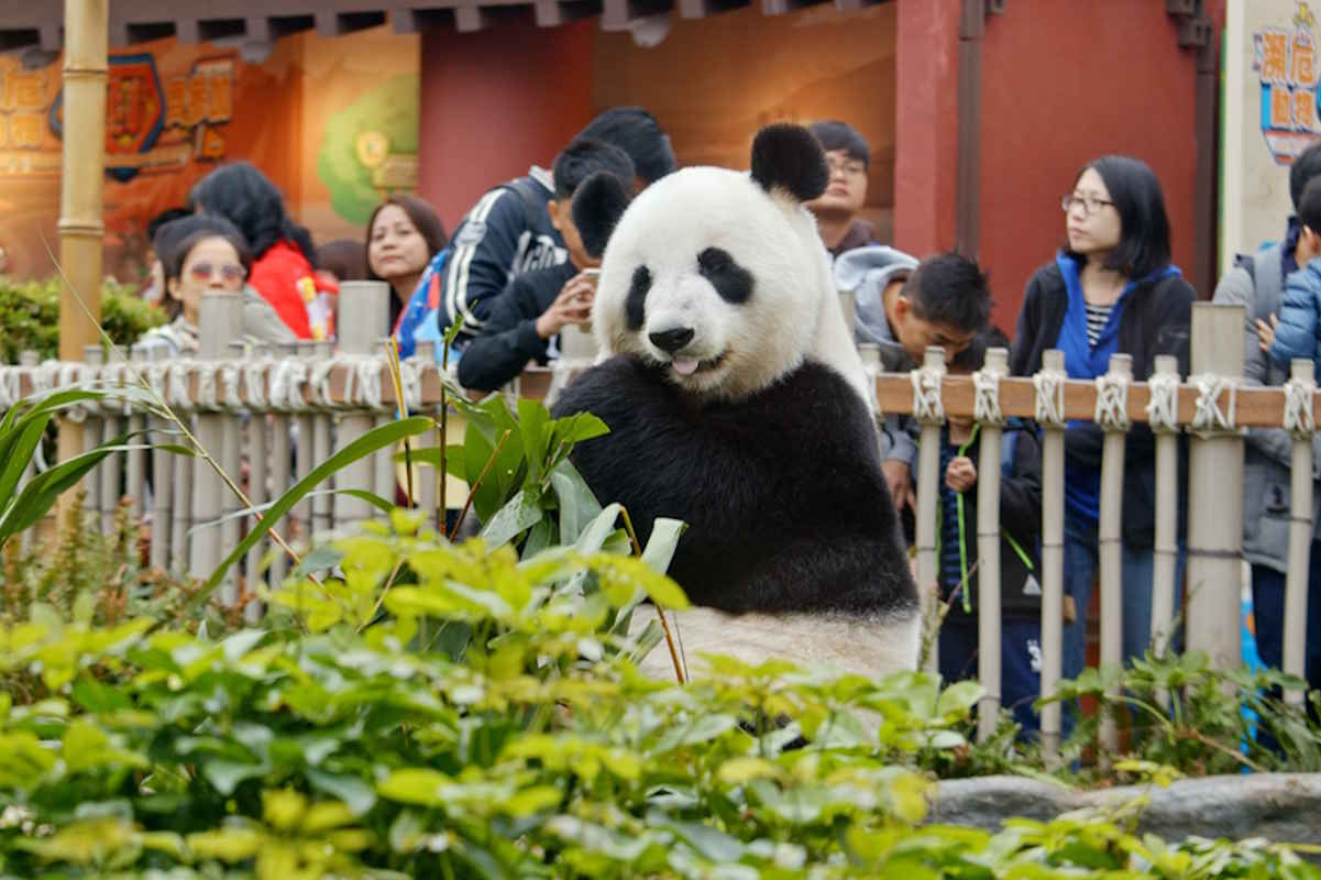 panda zoo