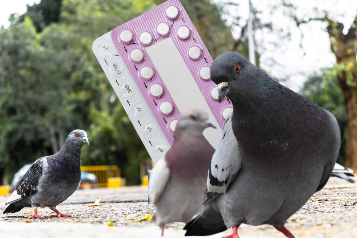 piccioni pillola anticoncezionale