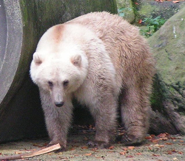 orso grolare
