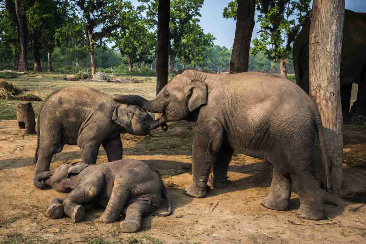 Elephants mourn their deceased cubs, burying them in true funeral rites