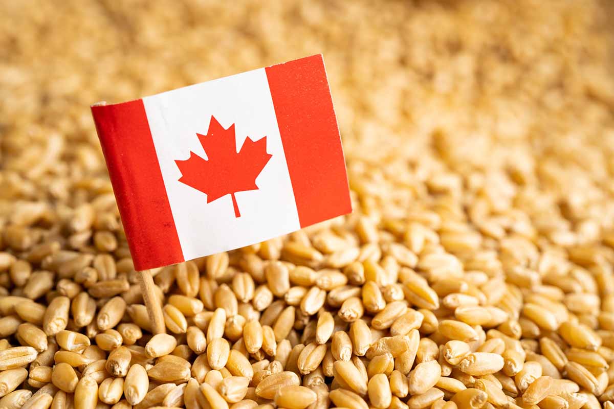 grano canadese puglia