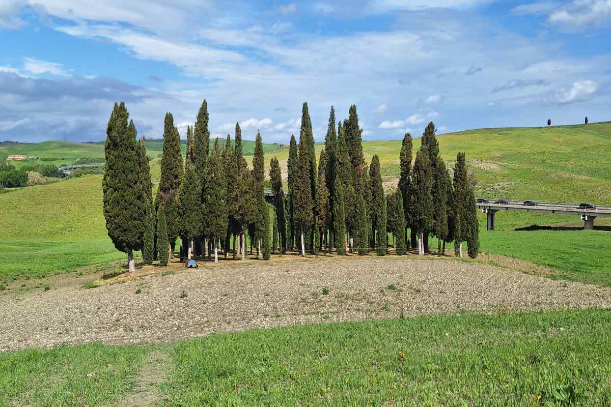 Cipressi Val D'Orcia 2