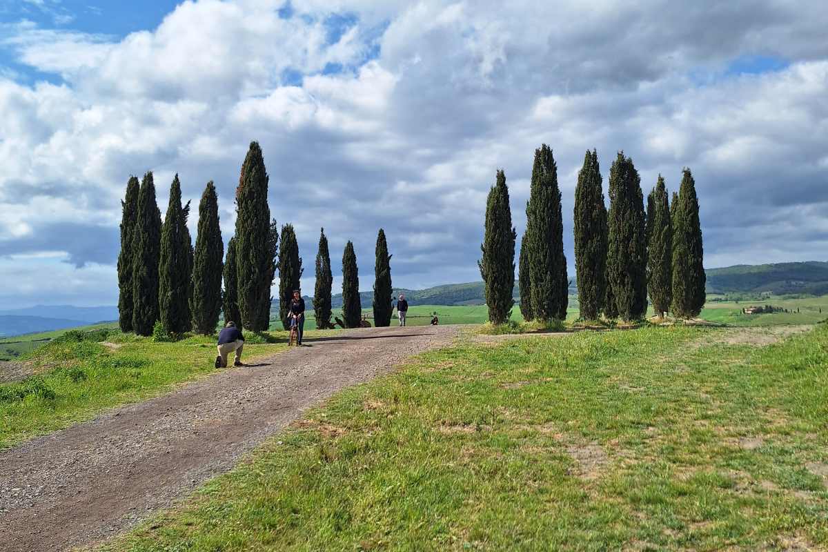 Cipressi Val D'Orcia 3