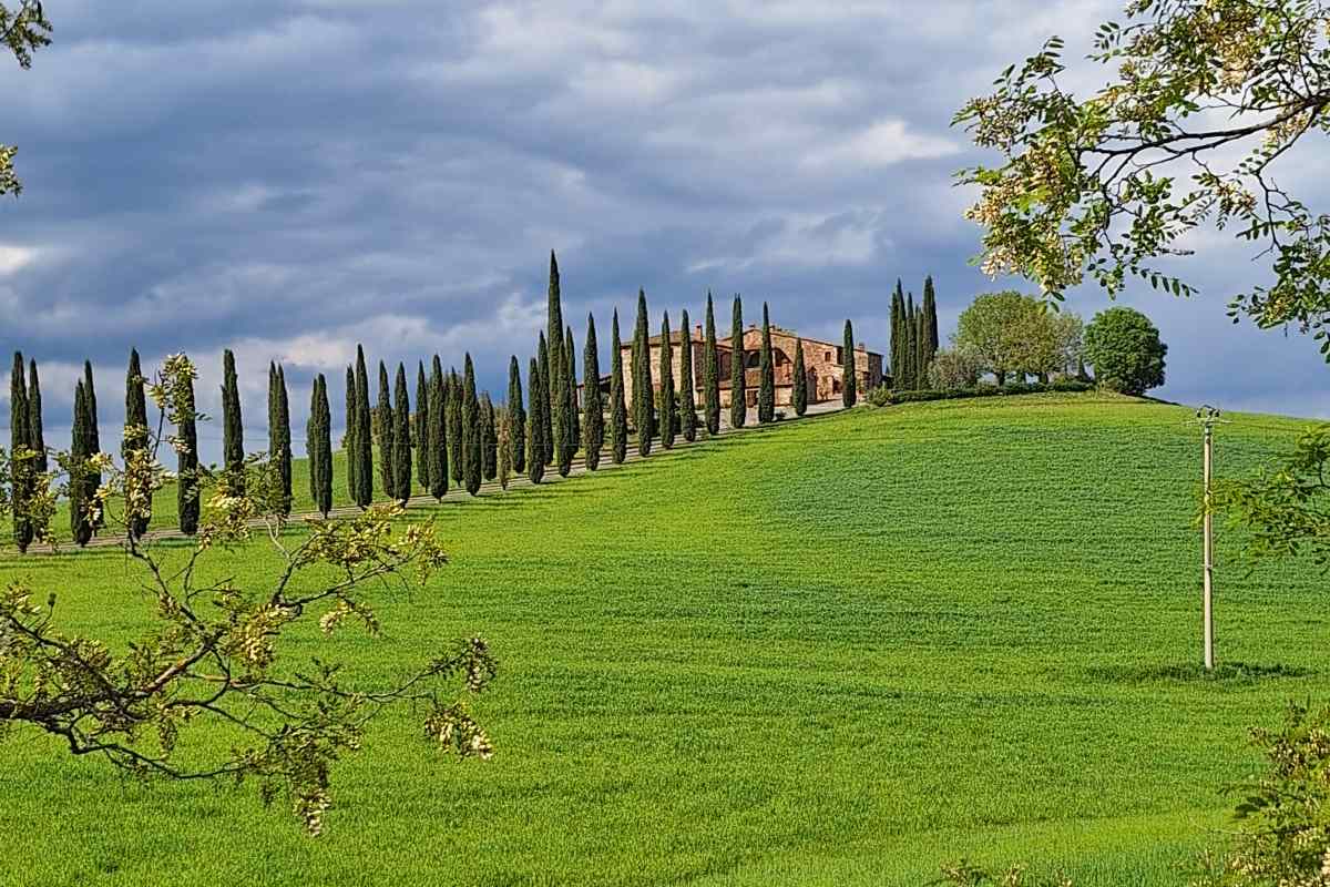 Cipressi Val D'Orcia 4