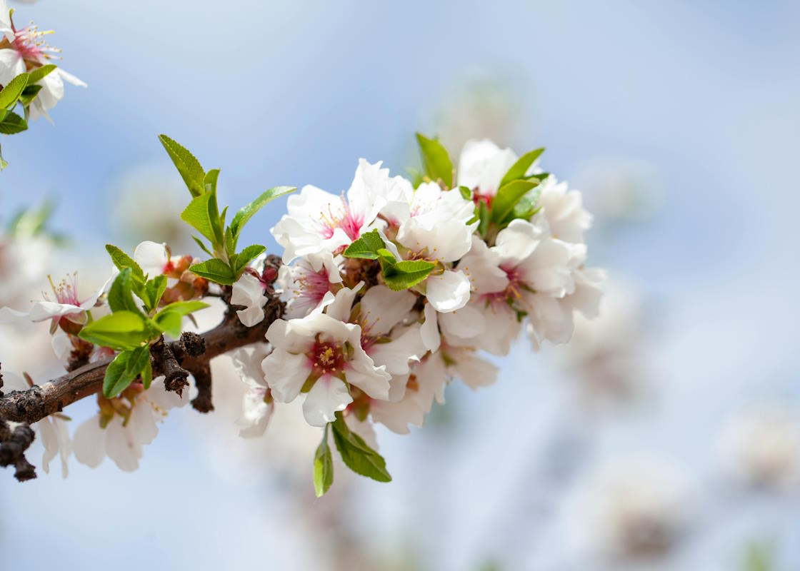 fiori di mandorlo