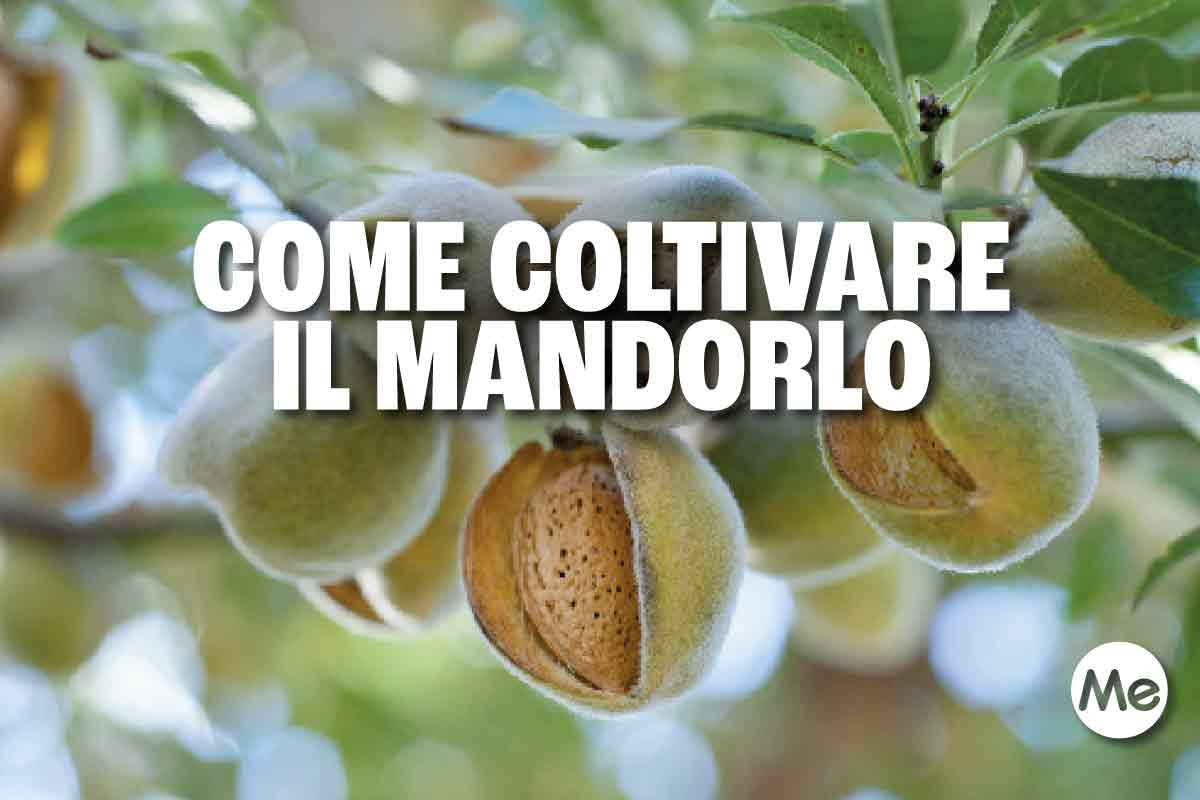 mandorlo