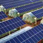 I pannelli solari di questa fattoria turca svolgono una doppia funzione
