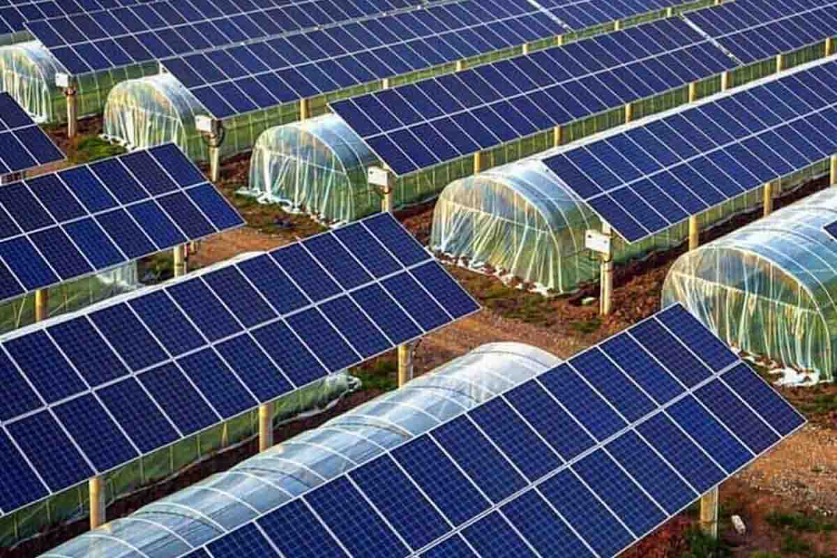 I pannelli solari di questa fattoria turca svolgono una doppia funzione