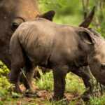 Rinoceronti cattività