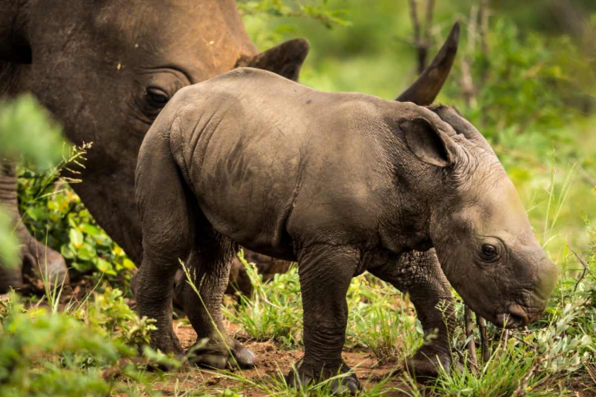 Rinoceronti cattività