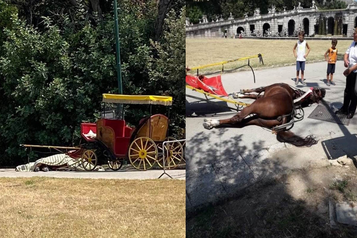 cavallo morto di caldo reggia di caserta condanna vetturina