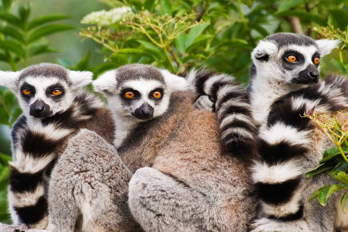 lemuri madagascar 