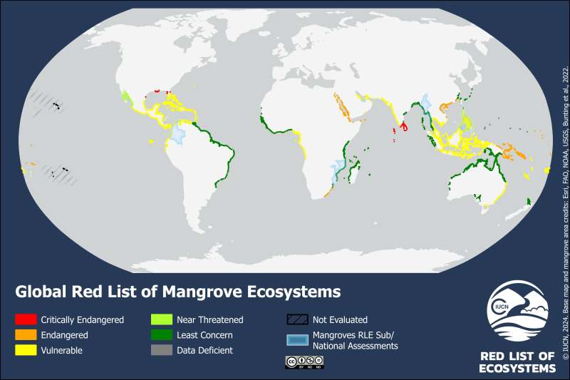 mangrovie mondo