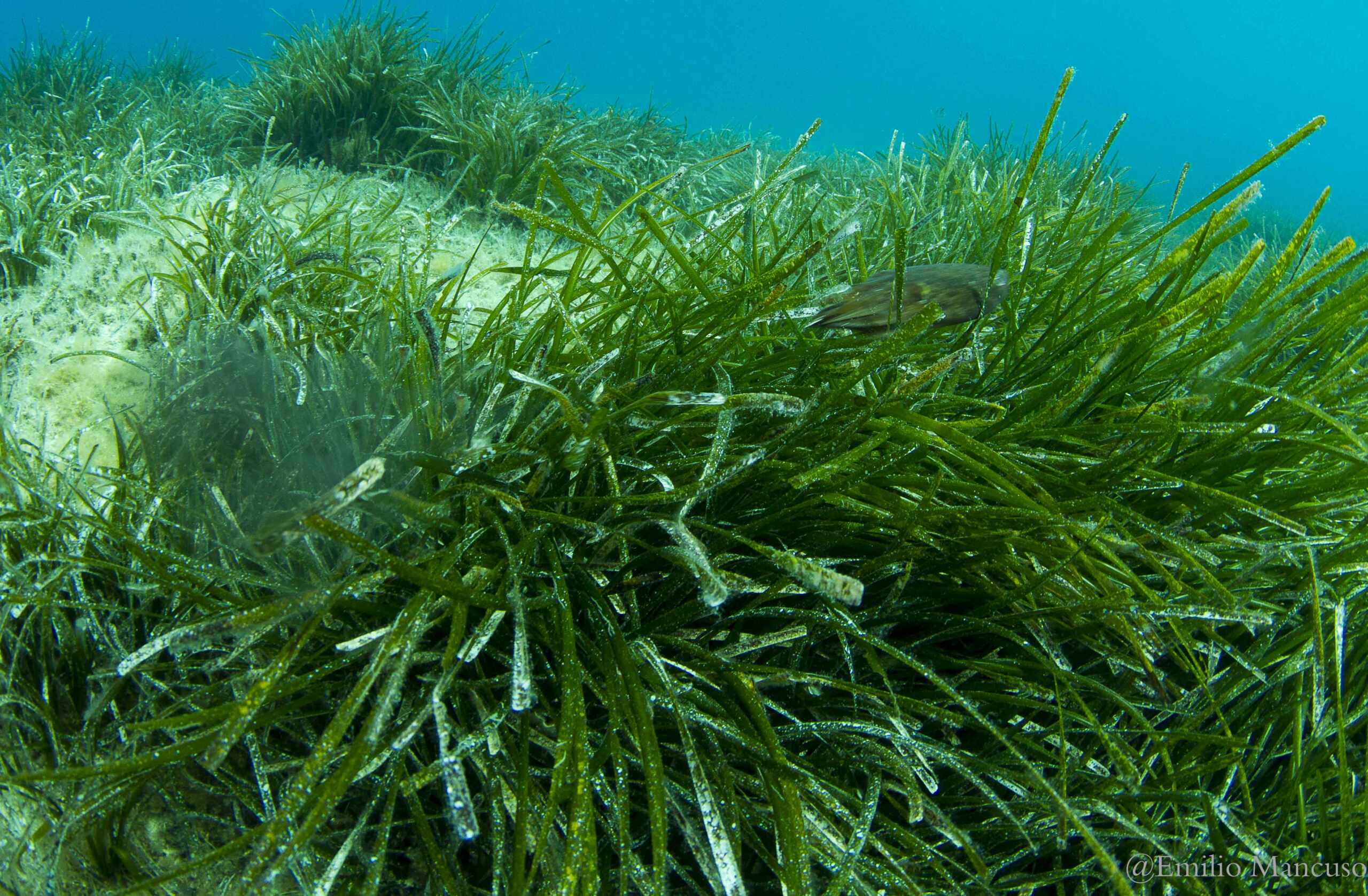 foresta blu posidonia