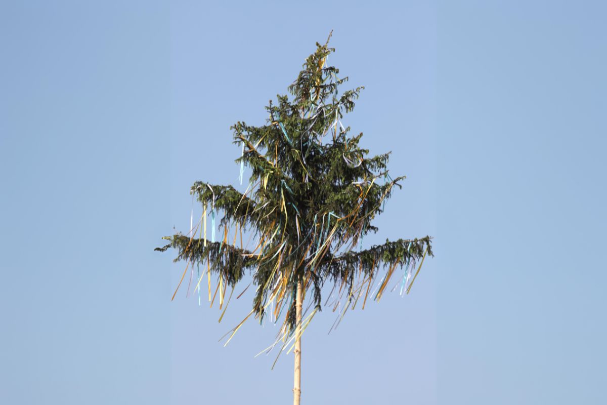 albero di maggio