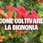 bignonia