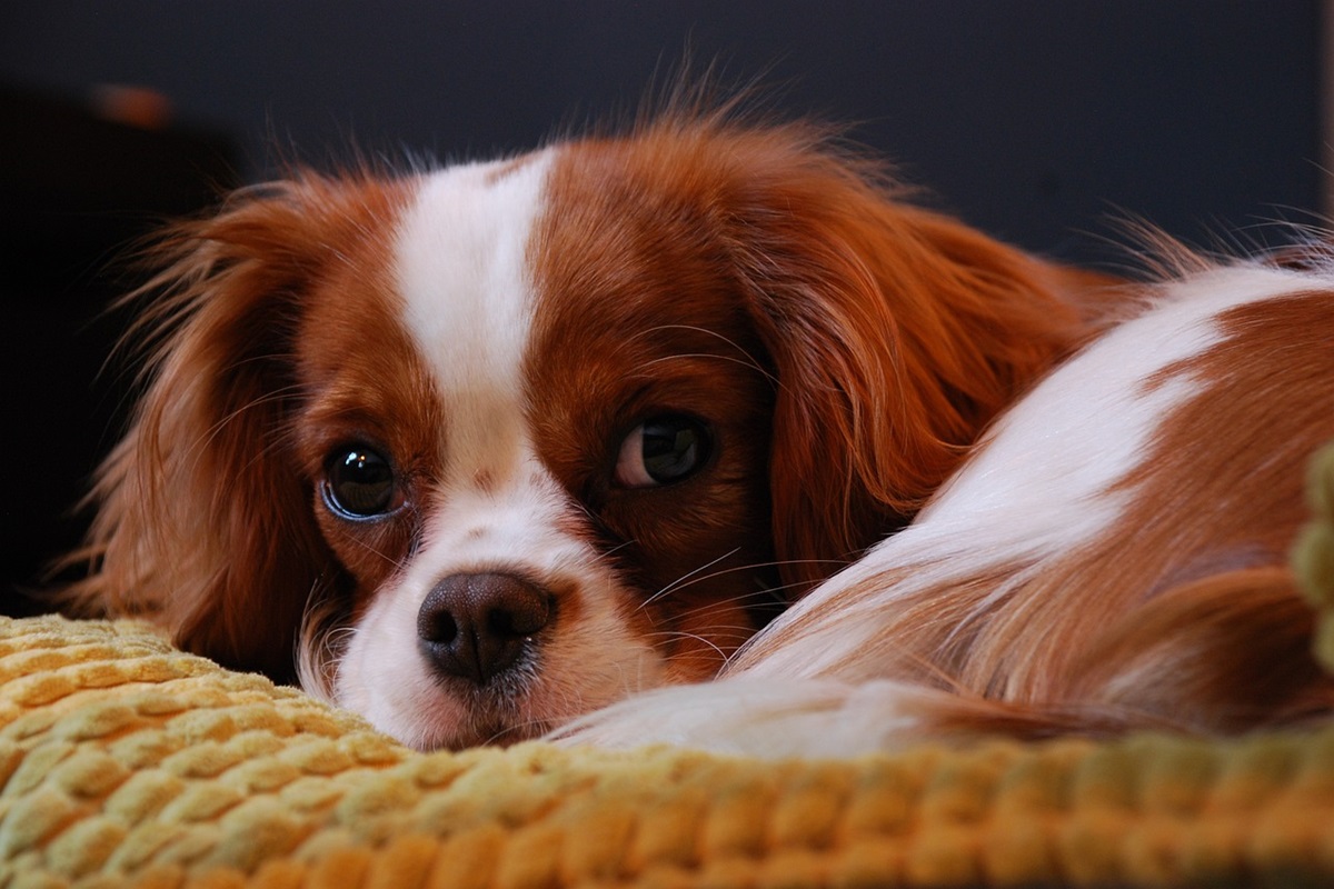 cavalier king charles spaniel