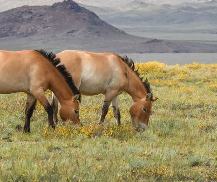 cavalli selvaggi kazakistan