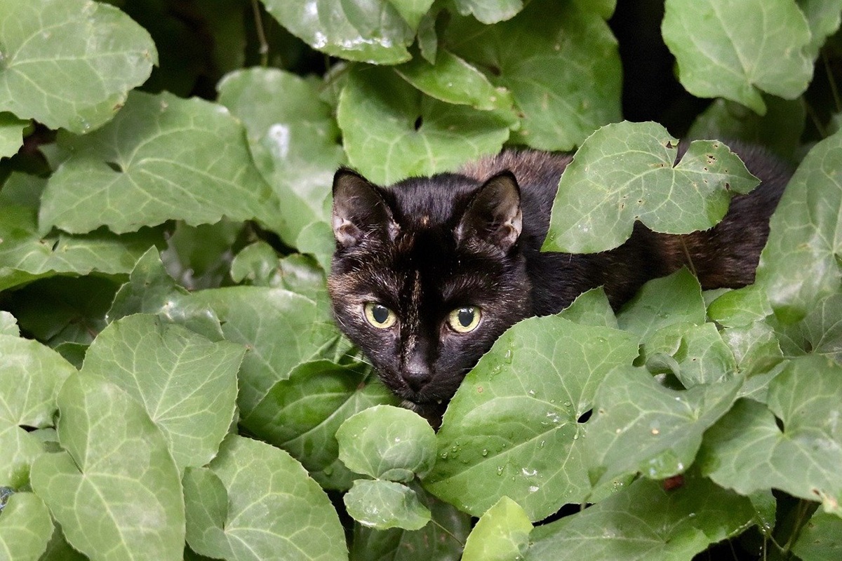 gatto uccellini