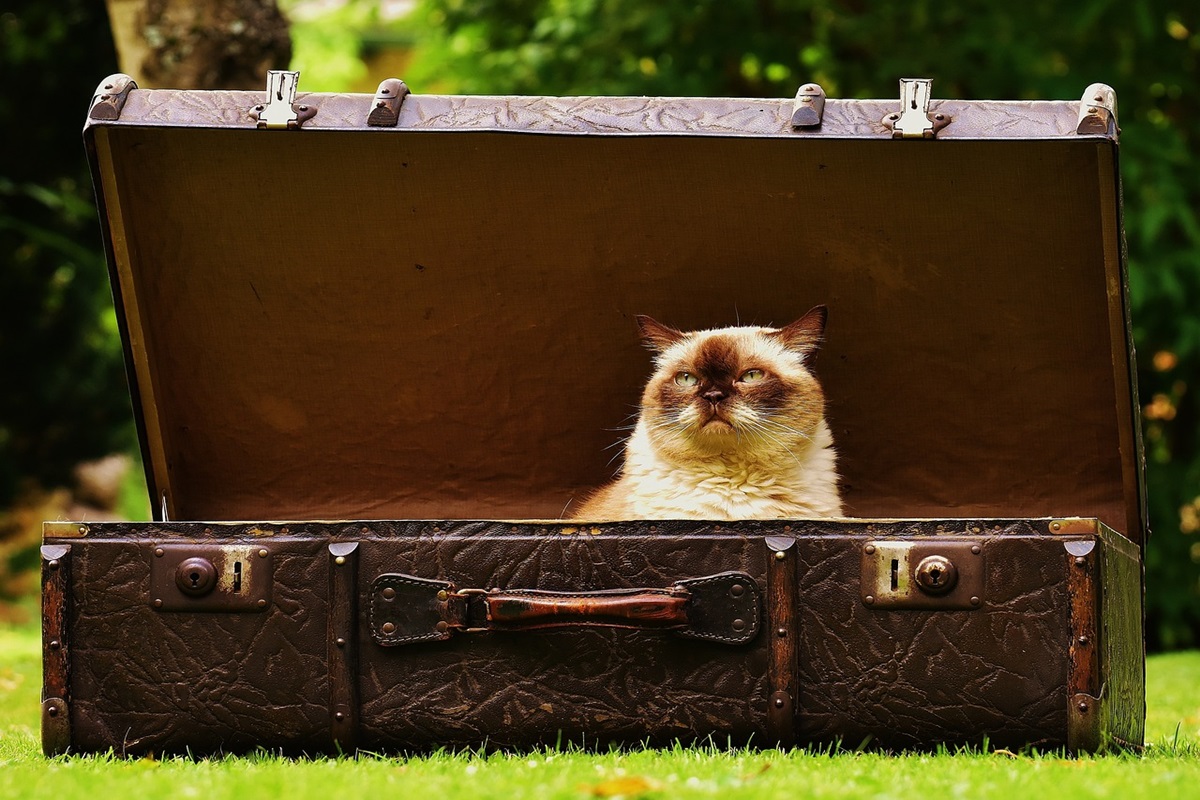 gatto viaggiare