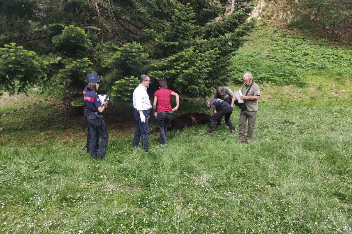 orso morto Parco Nazionale d'Abruzzo Lazio e Molise