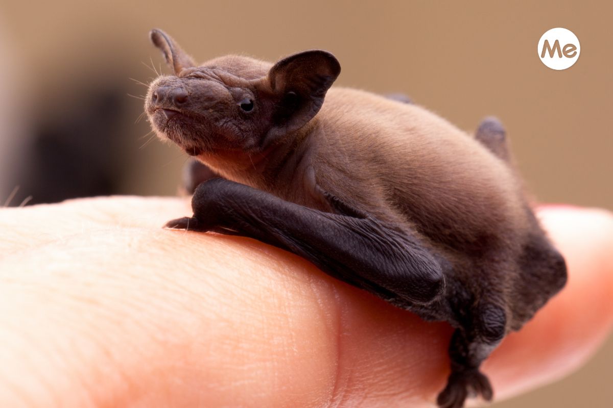 pipistrello ferito