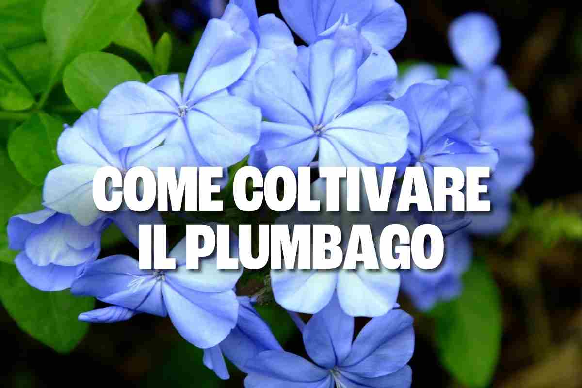 plumbago