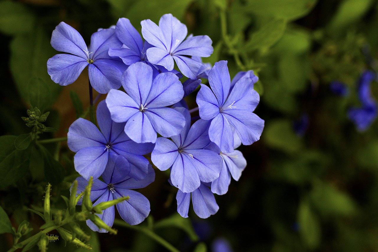 plumbago 2