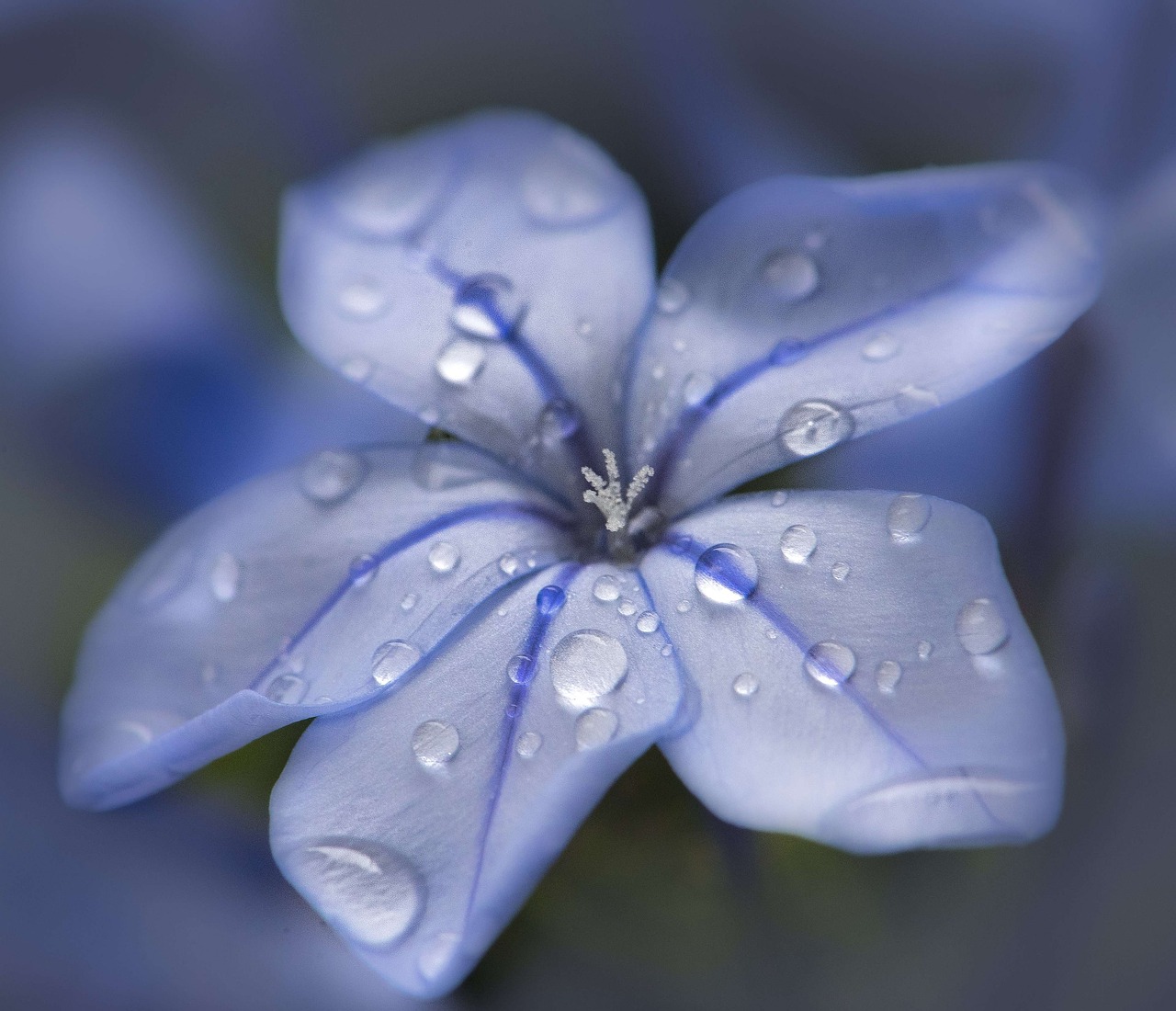 plumbago 3