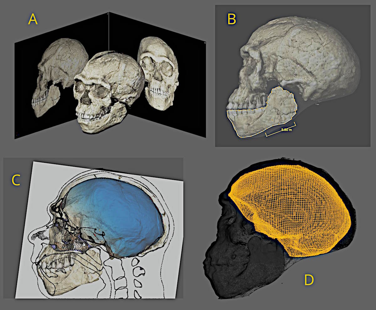 Jebel Ihhoud primo Homo Sapiens volto ricostruito